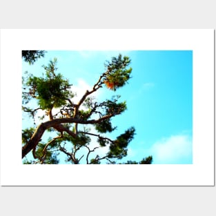 Curved sea pine branch with cones and the azure sky in the background Posters and Art